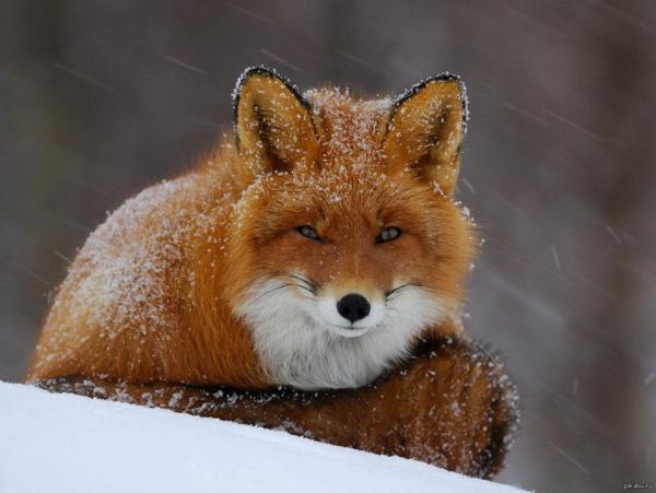 THE SLY RED FOX IN WINTER