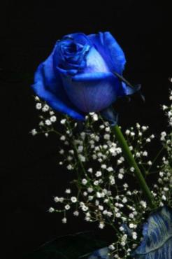 MY FAVORITE THE DIVINE BLUE ROSE